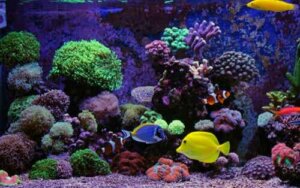 Meerwasseraquarium - Fische
