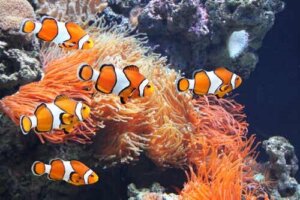 Meerwasseraquarium - Clownfische