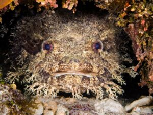 Der Lusitanische Krötenfisch: Lebensraum und Eigenschaften