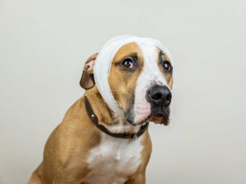 Schlaganfall bei Hunden: Ursachen, Symptome und Behandlung