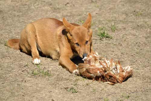 Der Dingo ist das einzige plazentare Säugetier in Australien