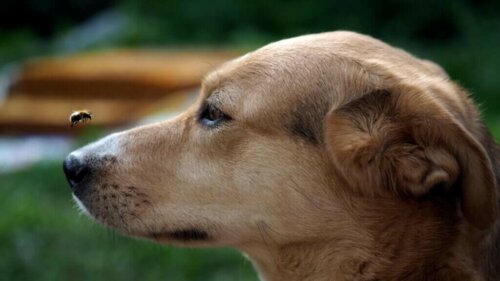 Nesselsucht bei Hunden Ursachen und Behandlung Deine Tiere