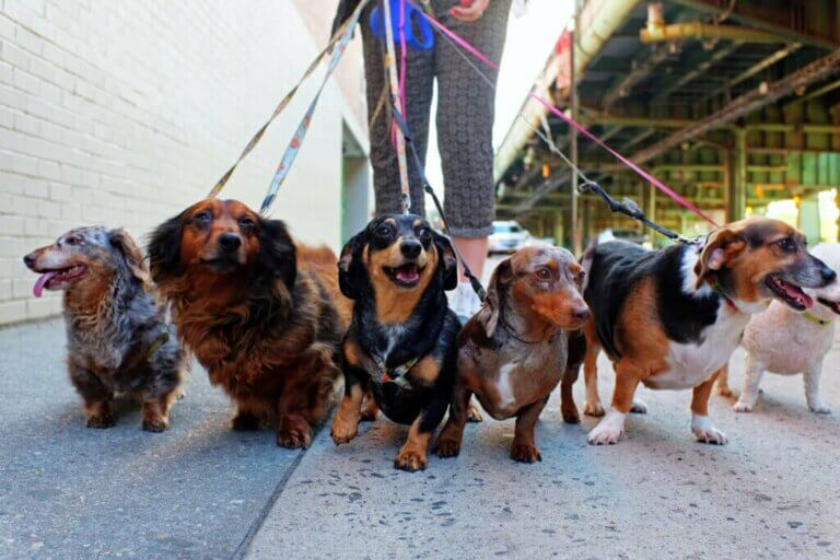 Warum du mit deinem Hund täglich spazieren gehen solltest: 5 Gründe