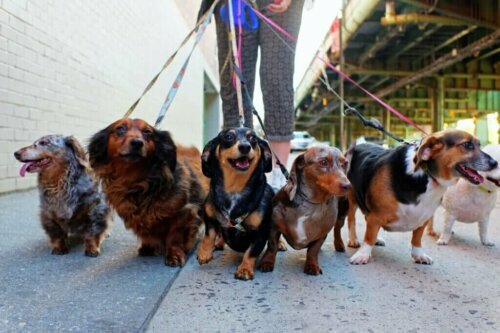 Warum du mit deinem Hund täglich spazieren gehen solltest: 5 Gründe
