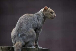 Der Jaguraundi ist eine der weniger bekannten Raubkatzen