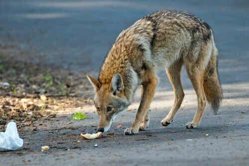 Der Kojote ist weniger als 60 Zentimeter hoch und extrem schlank