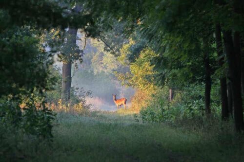 Ökologische Nachfolge - Reh in einem Wald