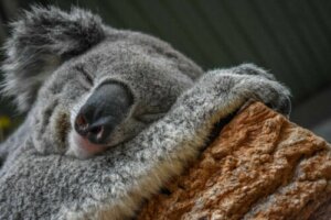 Der Koala - ein Meister der Anpassung an die Umwelt