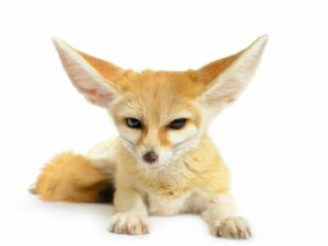 Warum du keine Wildtiere als Haustiere halten solltest