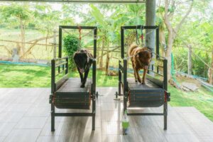 Körperliche Bewegung kann deinem Hund helfen, überschüssige Pfunde zu verlieren