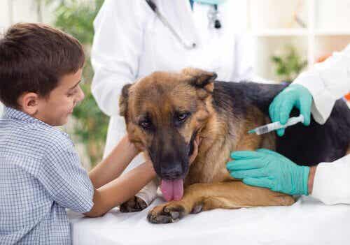 Die wichtigsten Impfungen - Hund beim Tierarzt