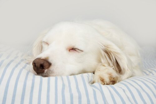 Zahnpflege beim Hund so machst du es richtig! Deine Tiere