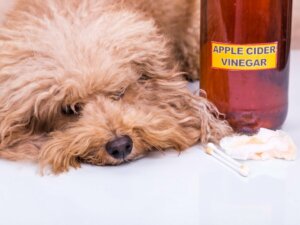 Apfelessig für Hunde: Anwendungsbereiche und Vorteile