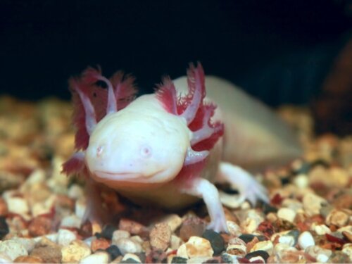 Der Axolotl: 10 interessante Fakten über diesen Schwanzlurch