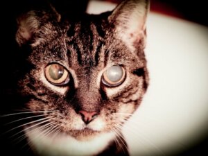 Grauer Star bei Katzen: Symptome und Behandlung