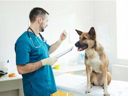 Hund mit Anämie - die richtige Pflege