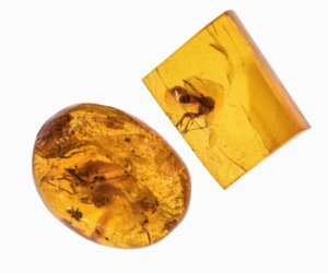 Höllenameisen: Ausgestorben, aber furchterregend