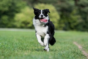 Vier Arten von Collies