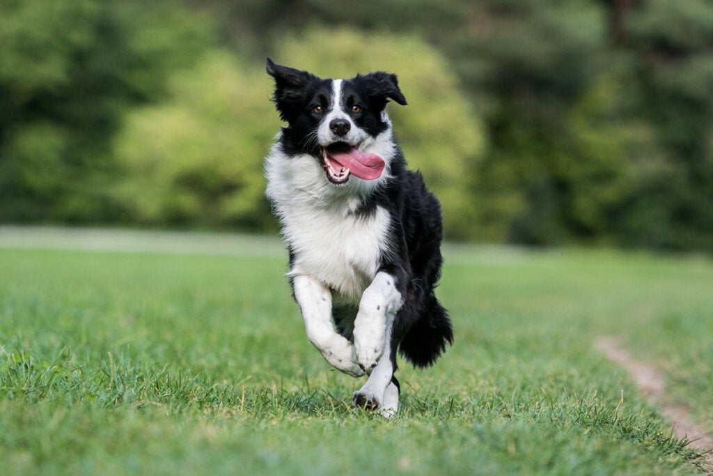 Vier Arten von Collies