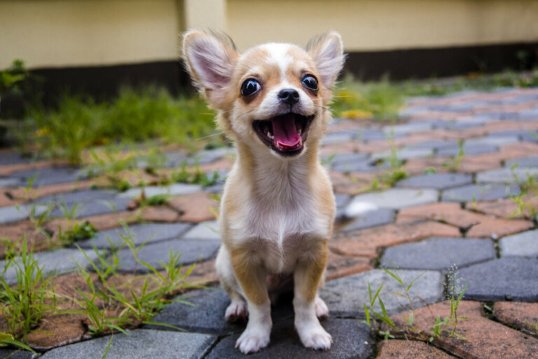 Minihunde: Haltung, Pflege und Erziehung