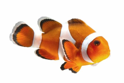 14 vom Aussterben bedrohte Fischarten