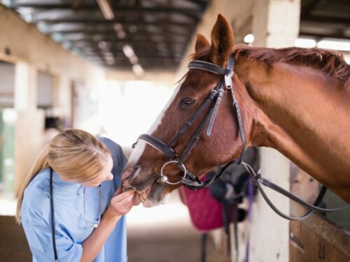 Rhinopneumonitis bei Pferden: Ursachen und Symptome