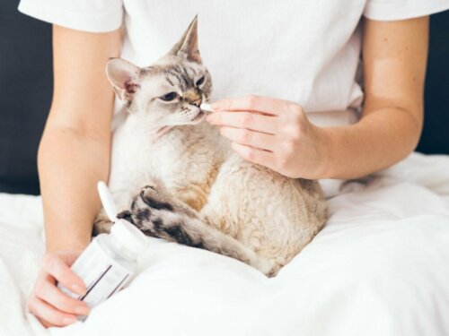 Buprenorphin für Katzen: Dosierung und Nebenwirkungen