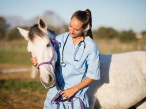 Pferdeinfluenza: Ursachen, Symptome und Behandlung