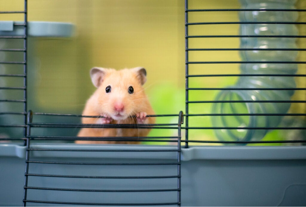 13 kuriose Fakten über Hamster