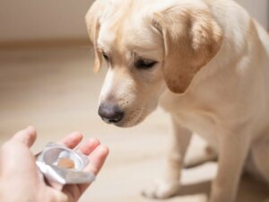 Sucralfat für Hunde: Dosierung und Kontraindikationen