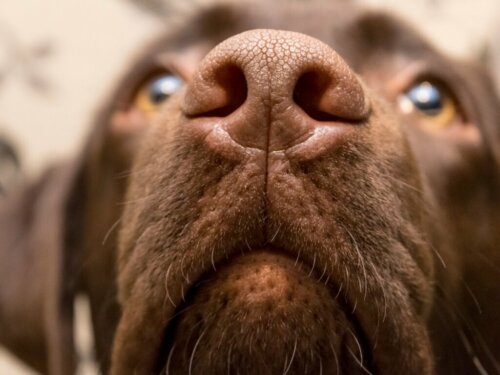 Dein Hund atmet schnell und kurz? Das sind die möglichen Ursachen