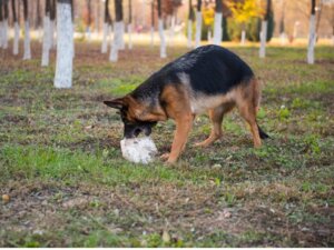 Dein Hund frisst Steine? 8 mögliche Gründe für dieses Verhalten