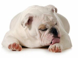 Wenn sich dein Hund permanent die Pfoten leckt: Mögliche Ursachen