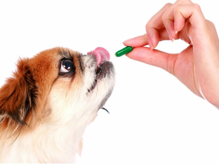 Methylprednisolon für Hunde: Dosierung und Kontraindikationen