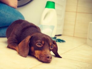 Dein Hund hat Bleichmittel getrunken: Was solltest du tun?