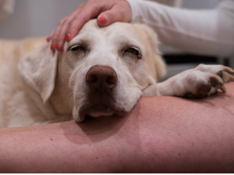 5 Krebsursachen bei Hunden und vorbeugende Maßnahmen