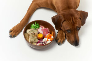 10 Gründe, warum dein Hund nicht fressen will