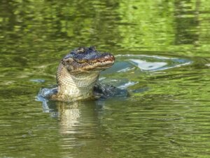 Kaimane und Krokodile: Das sind die Unterschiede