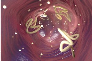 Hakenwürmer bei Katzen: Symptome, Ursachen und Behandlung