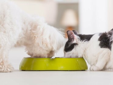 4 Vorteile der Mischfütterung für dein Haustier