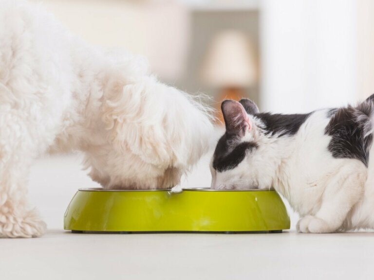 4 Vorteile der Mischfütterung für dein Haustier