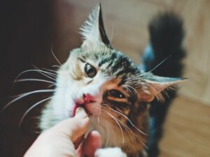 Altersgerechte Fütterung von Katzen: 8 Schlüsselfaktoren