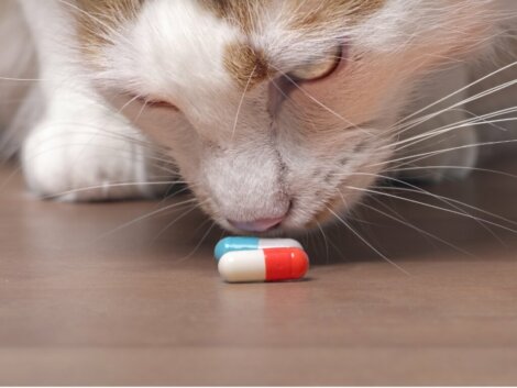 Onsior für Katzen: Dosierung und Nebenwirkungen
