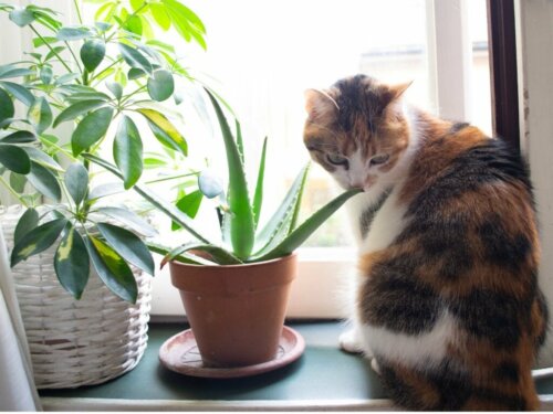 Aloe vera für Katzen: Anwendung und Vorteile