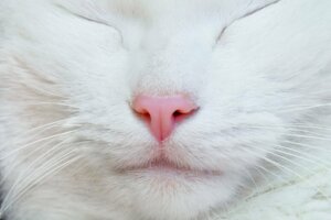 Weiße Nase bei Katzen - was verbirgt sich dahinter?