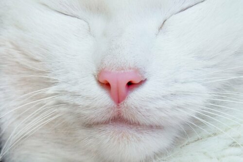 Weiße Nase bei Katzen – was verbirgt sich dahinter?