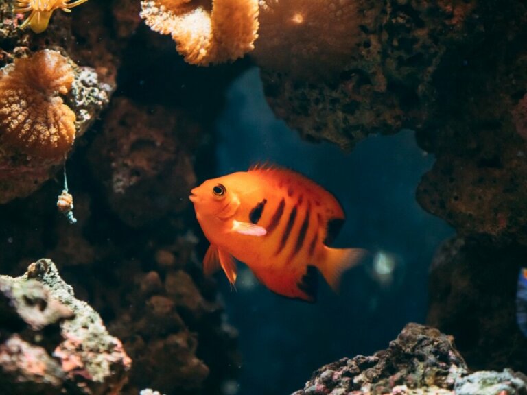 Flammen-Zwergkaiserfisch: Lebensraum, Besonderheiten und Haltung