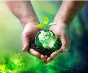 Ökologisches Gleichgewicht: Was ist das?