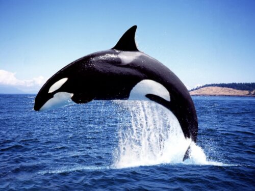 Schwertwale (Orcas): Klassifizierung und wissenswerte Fakten