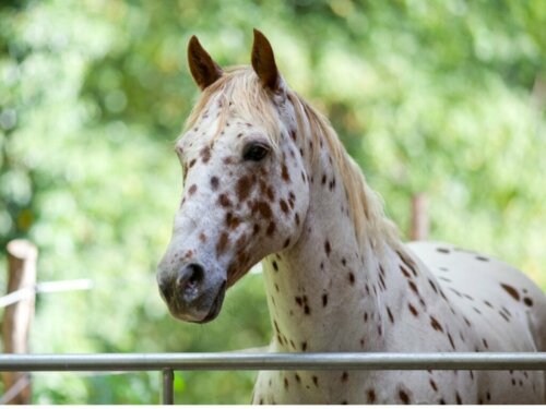 Das Appaloosa-Pferd: Herkunft und charakteristische Merkmale